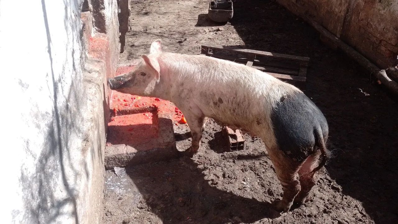Leitoa  - Foto 4