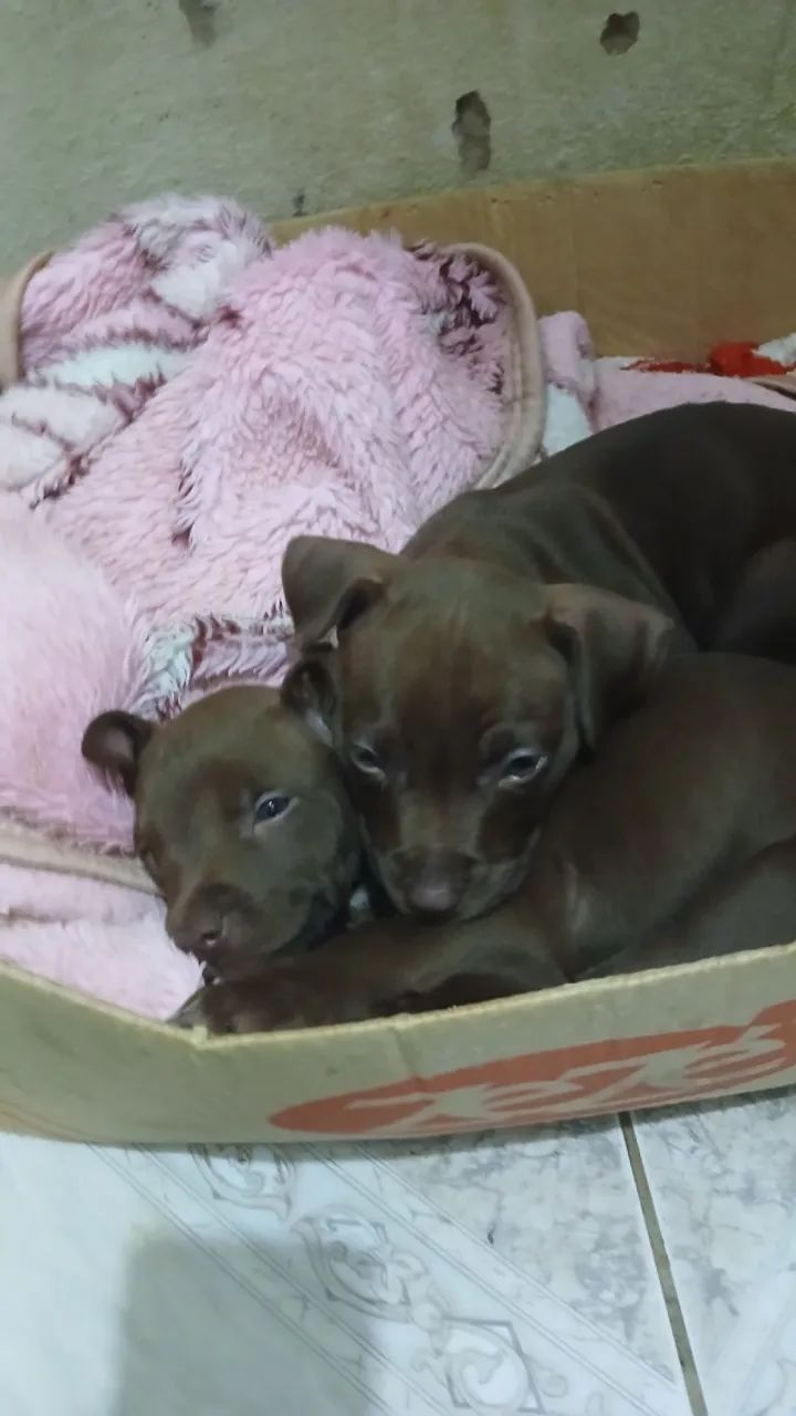  Cachorros fêmeas pitbull tradicional. - Foto 3