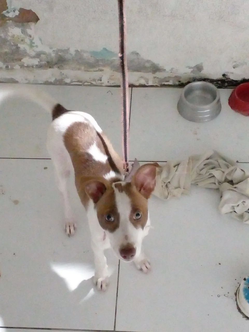 cachorrinha pra doação - Foto 2