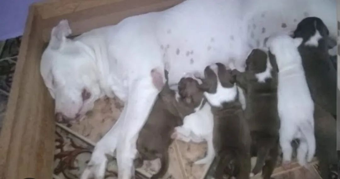 Pitbull pra doação  - Foto 2