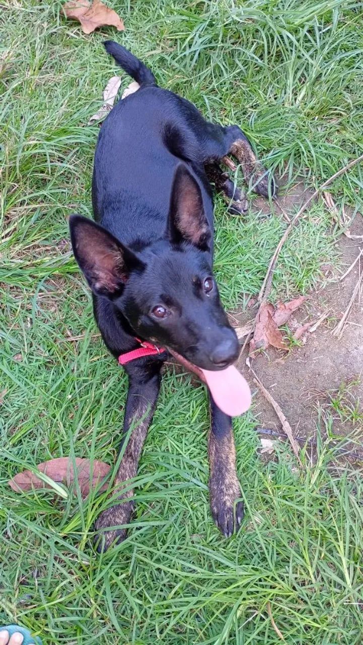 Doação de cachorro. - Foto 2