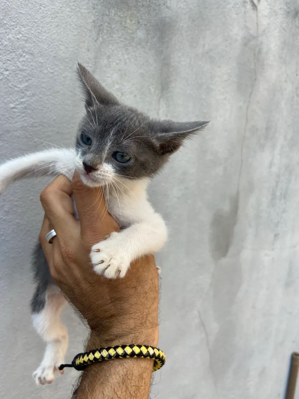 Doação gata - Foto 3