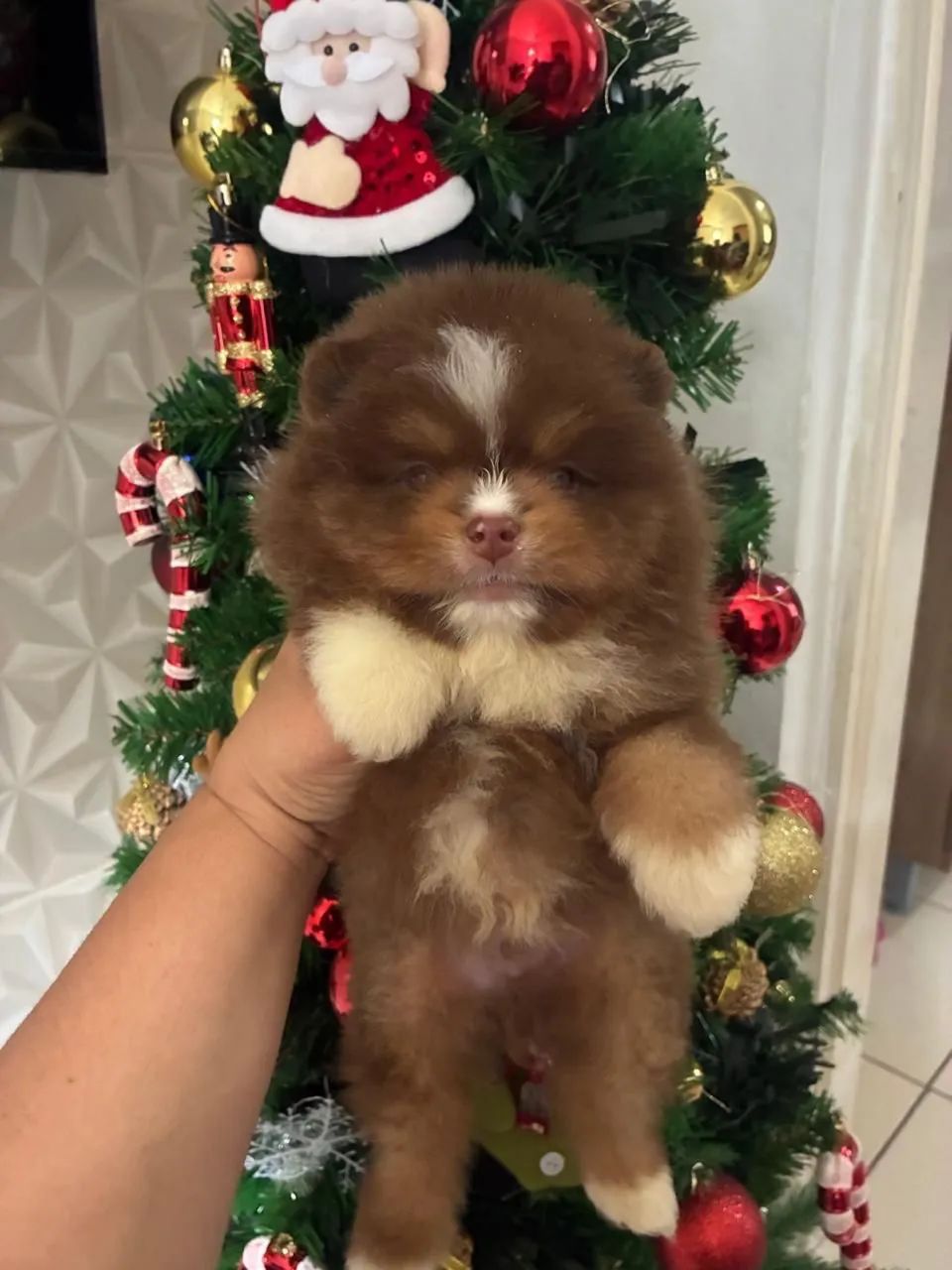 Lulu da pomeranea anao ursinho com 48 dias vermifugado 