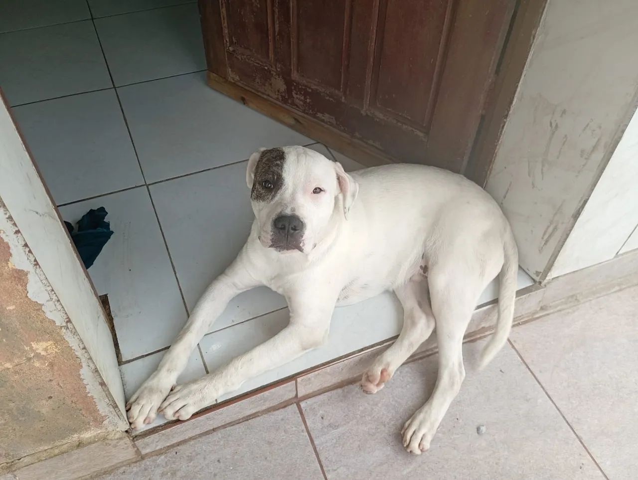 Pit Bull  - Foto 2