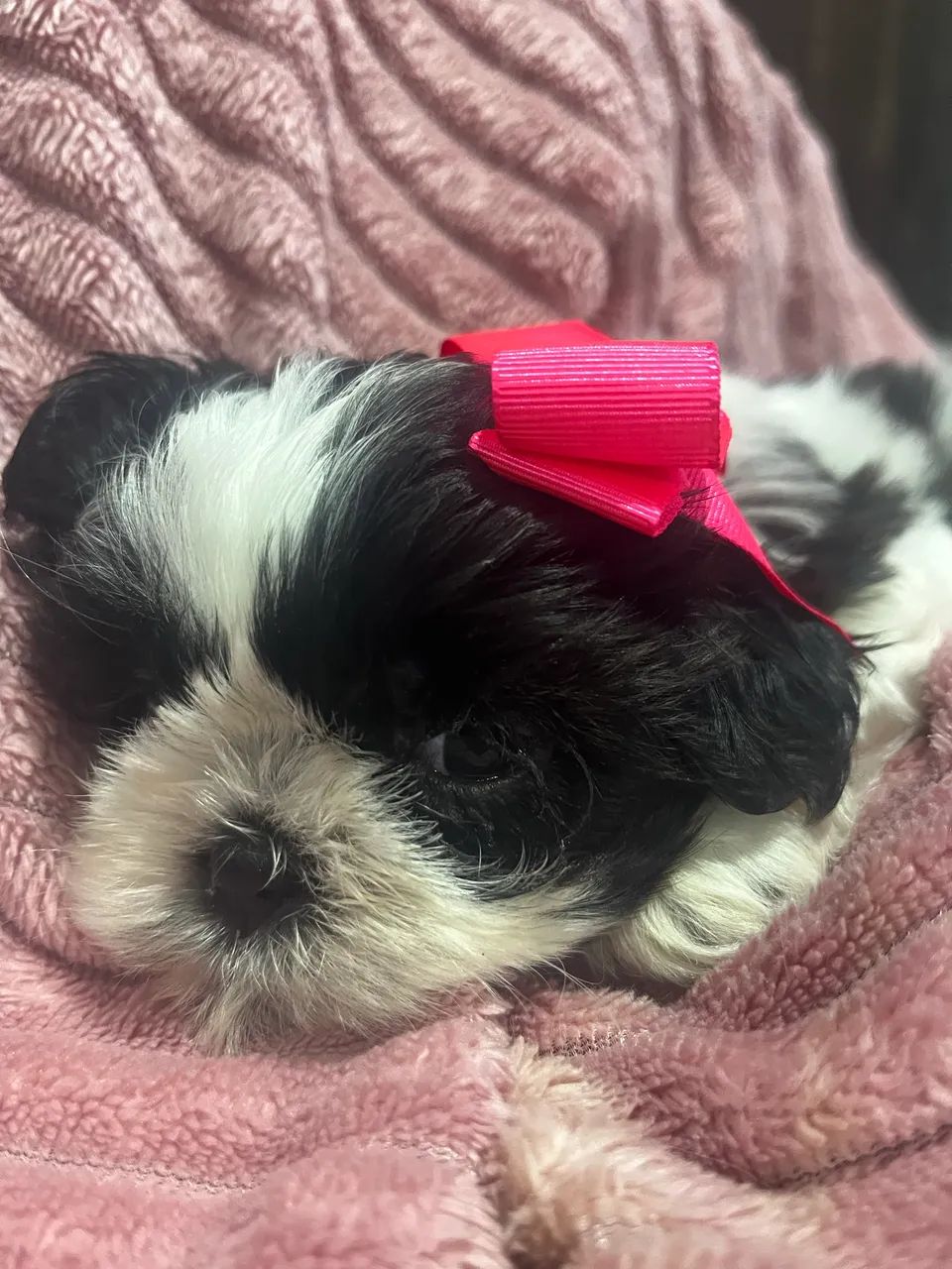 Fêmea shih tzu - Foto 2