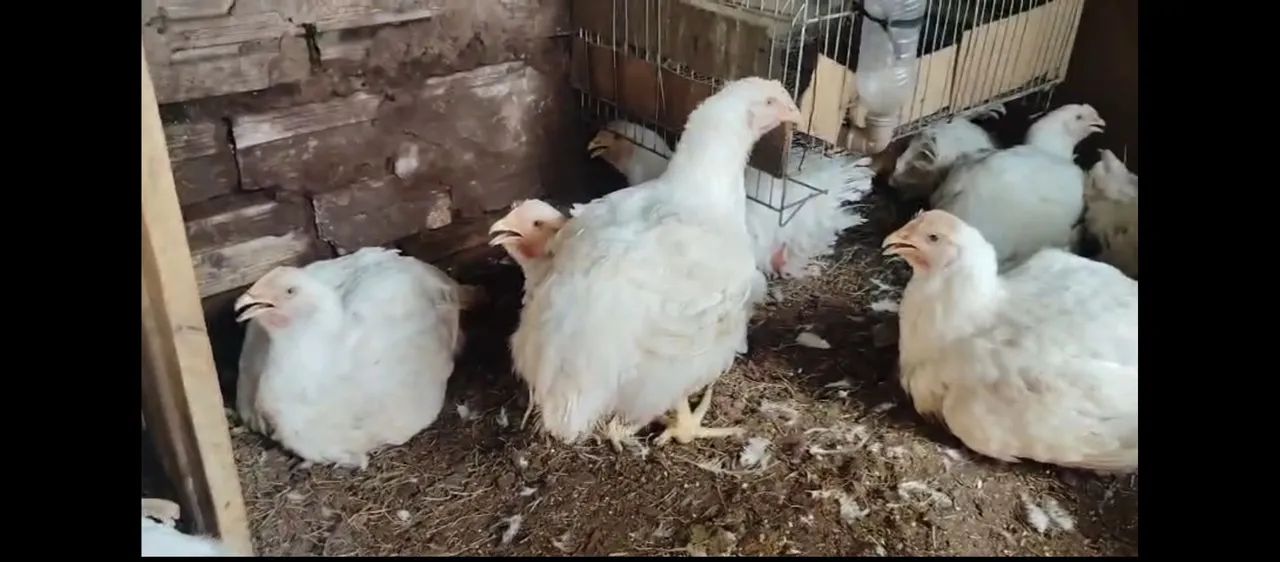 Frango  - Foto 3
