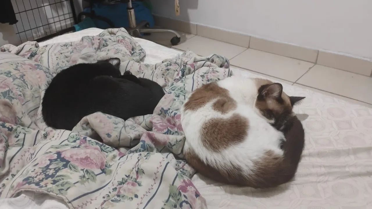 Pets: Doação  - Foto 3