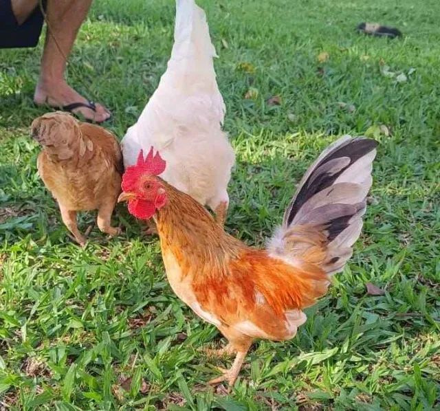 mini galo pet Nagasaki estimação