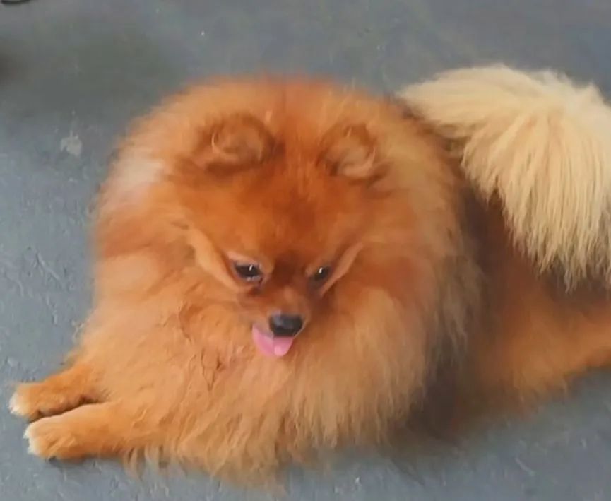 Spitz alemão  ursinho. - Foto 2