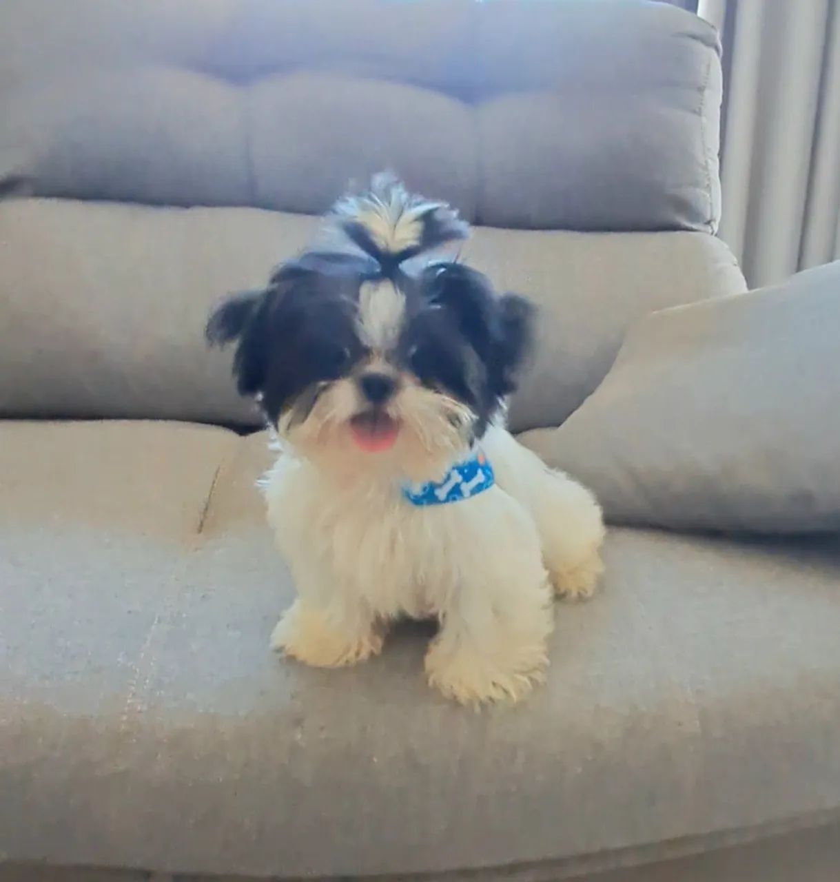 Filhote de Shihtzu macho "micro" com Pedigree  - Foto 4