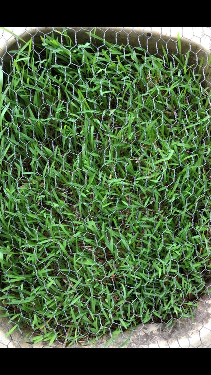 sementes para pasto