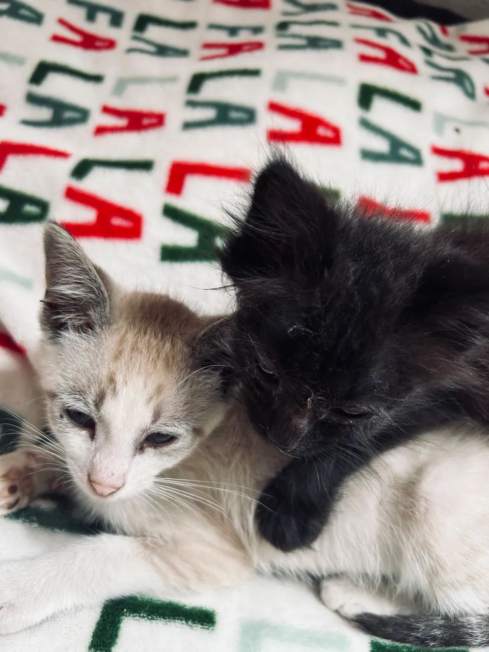 DOAÇÃO DE GATOS - Foto 3