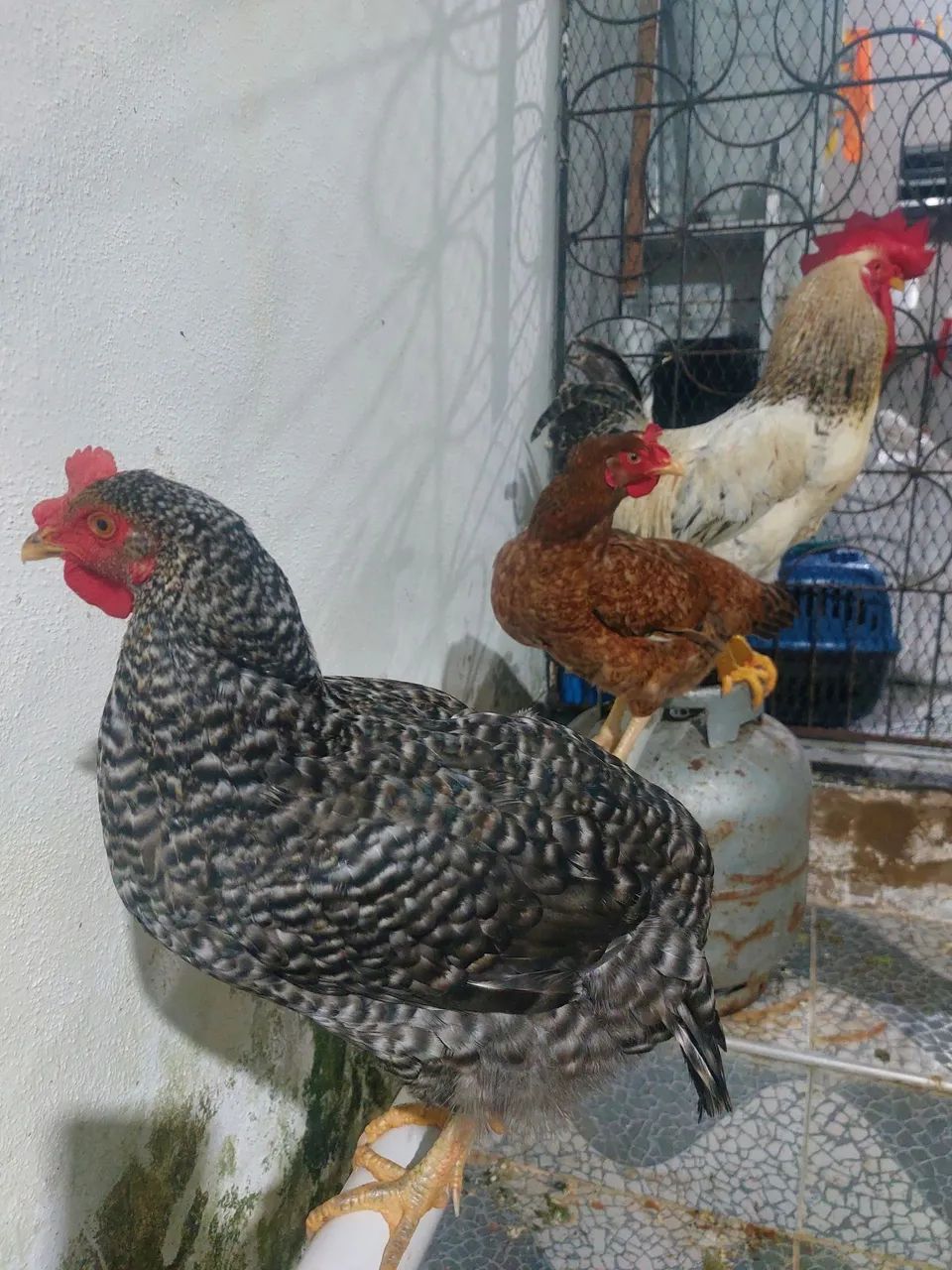 Galinha caipira  - Foto 5