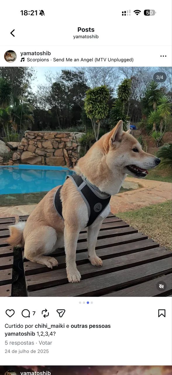 Procura-se Shiba para ter filhotinhos com muito amor 