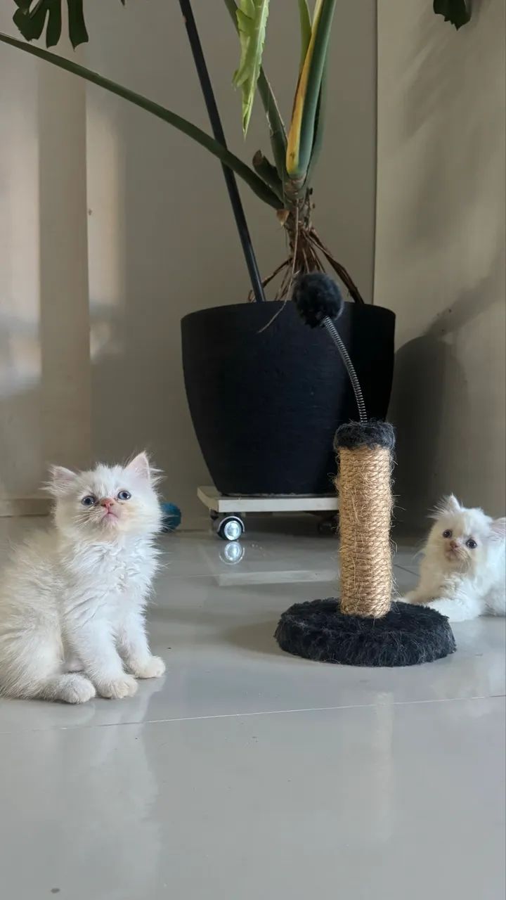 Filhotes de gato tipo persa - Foto 3