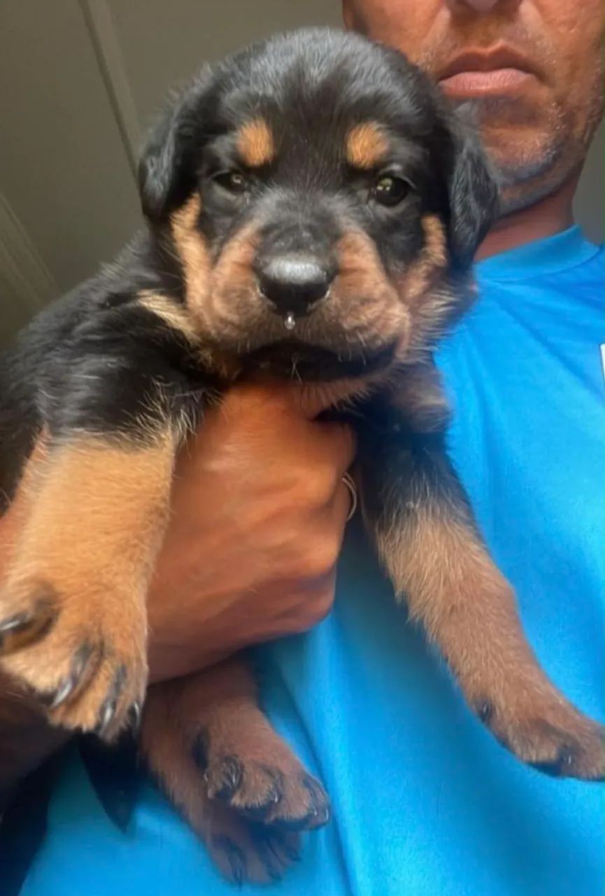 Filhote de Rottweiler