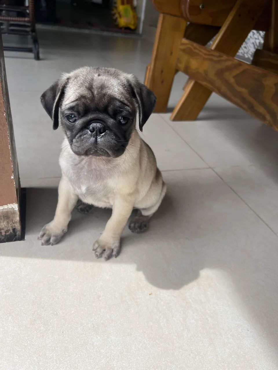 Fêmea pug