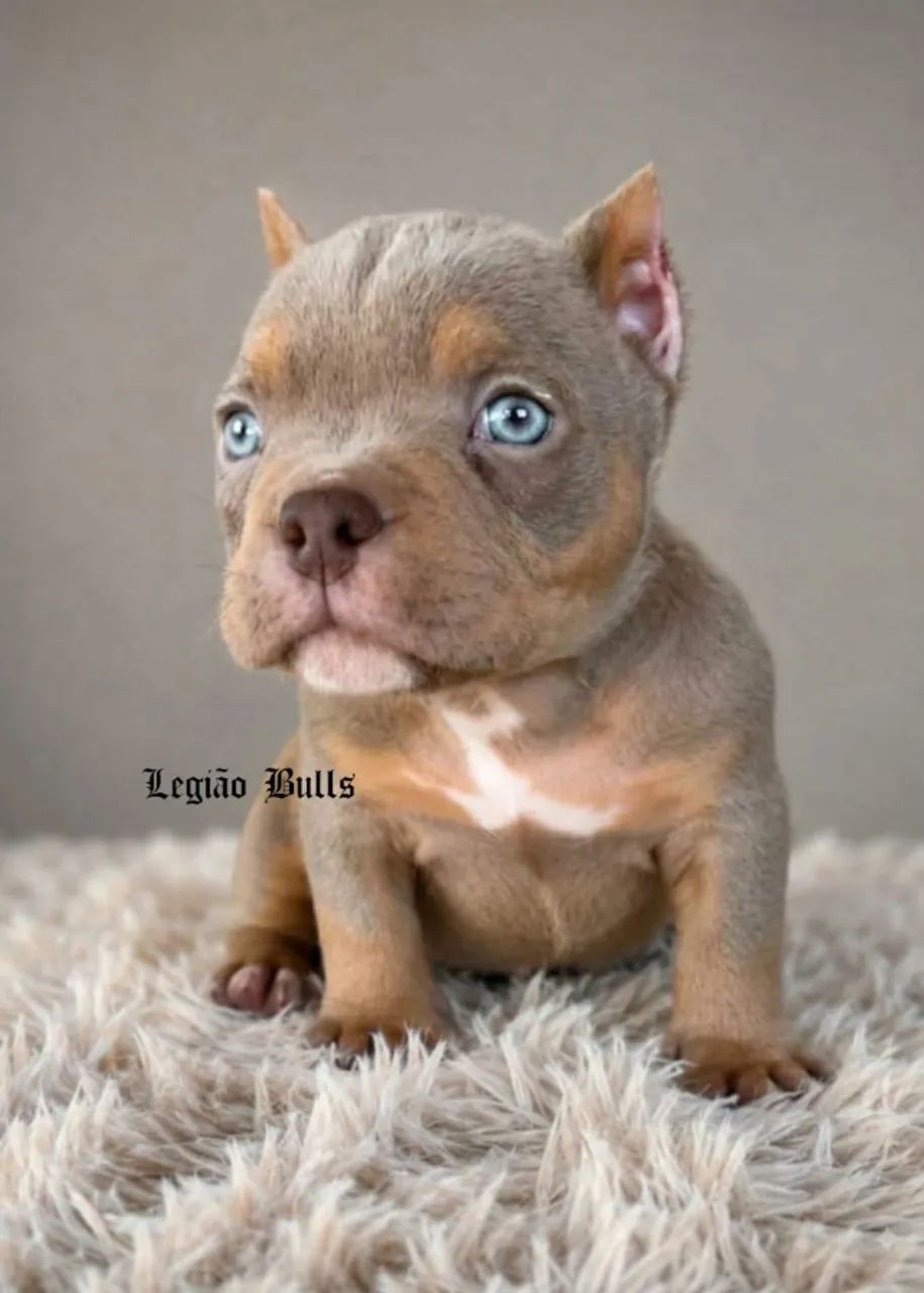 Exotic Bully Micro Tri Lilac  - Foto 2