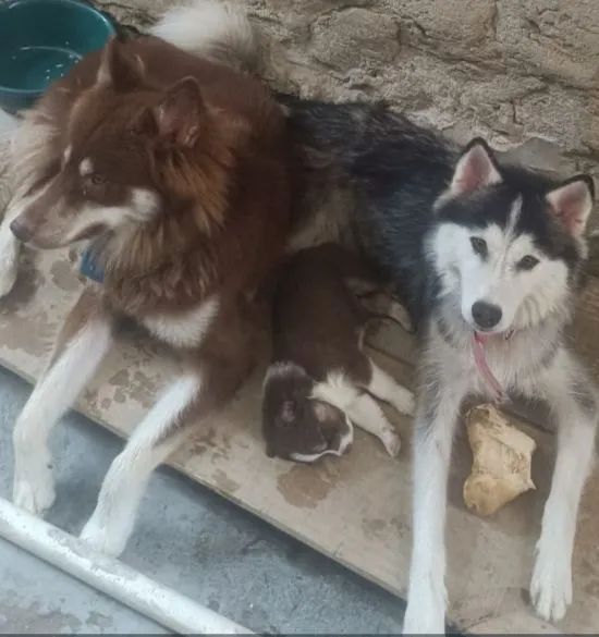 Filhote de husky Siberiano  - Foto 4