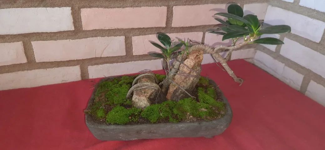 JC BONSAIS - Foto 3