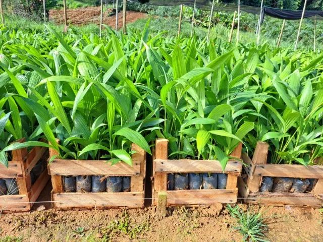 Mudas de Palmito Pupunha - Foto 5