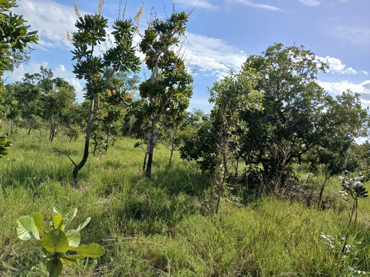 Terreno próximo da vila Aguaçu 10 km da capital Cuiabá MT. - Foto 3