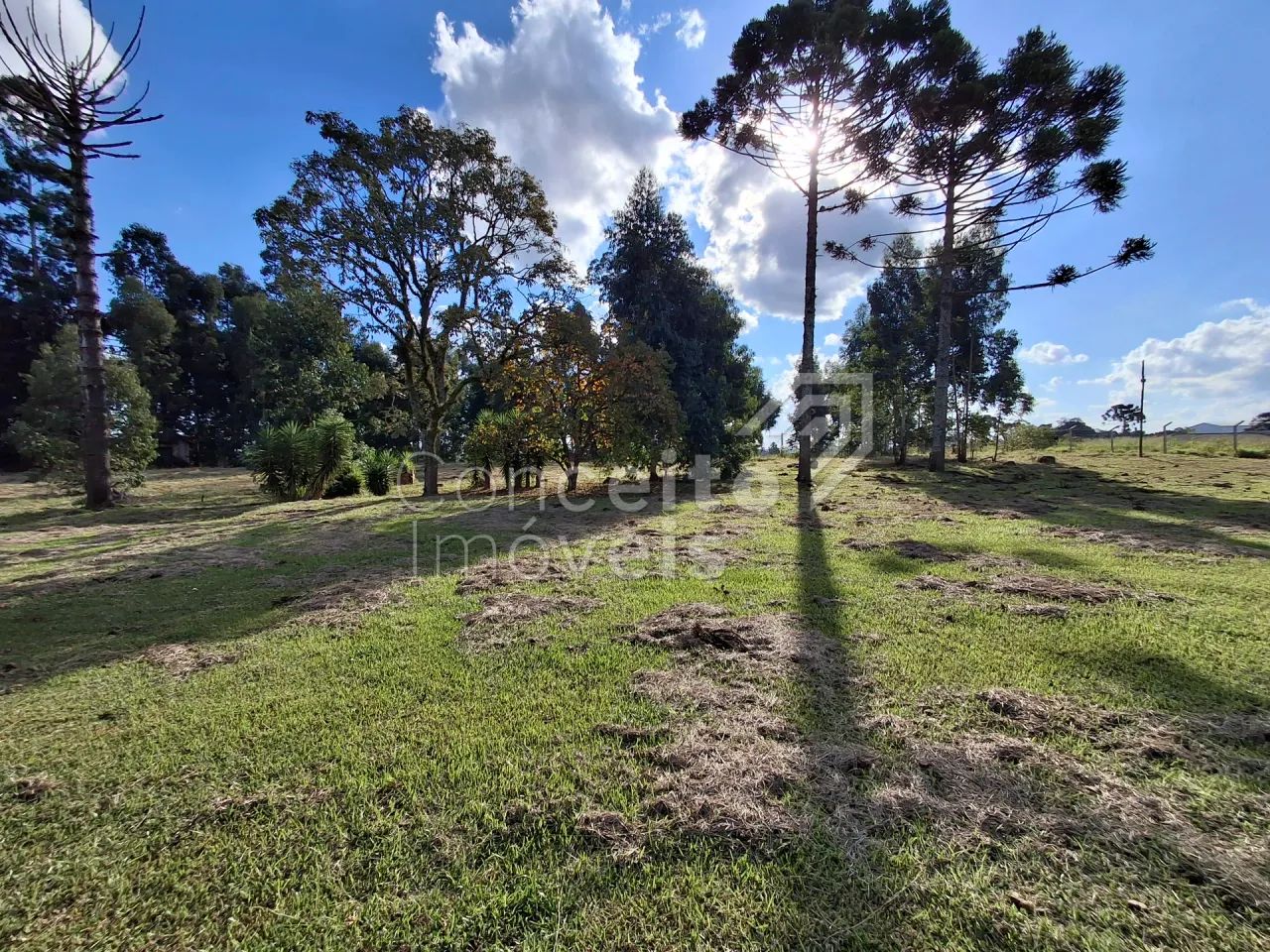Chácara com Residência - Palmeira - Foto 3