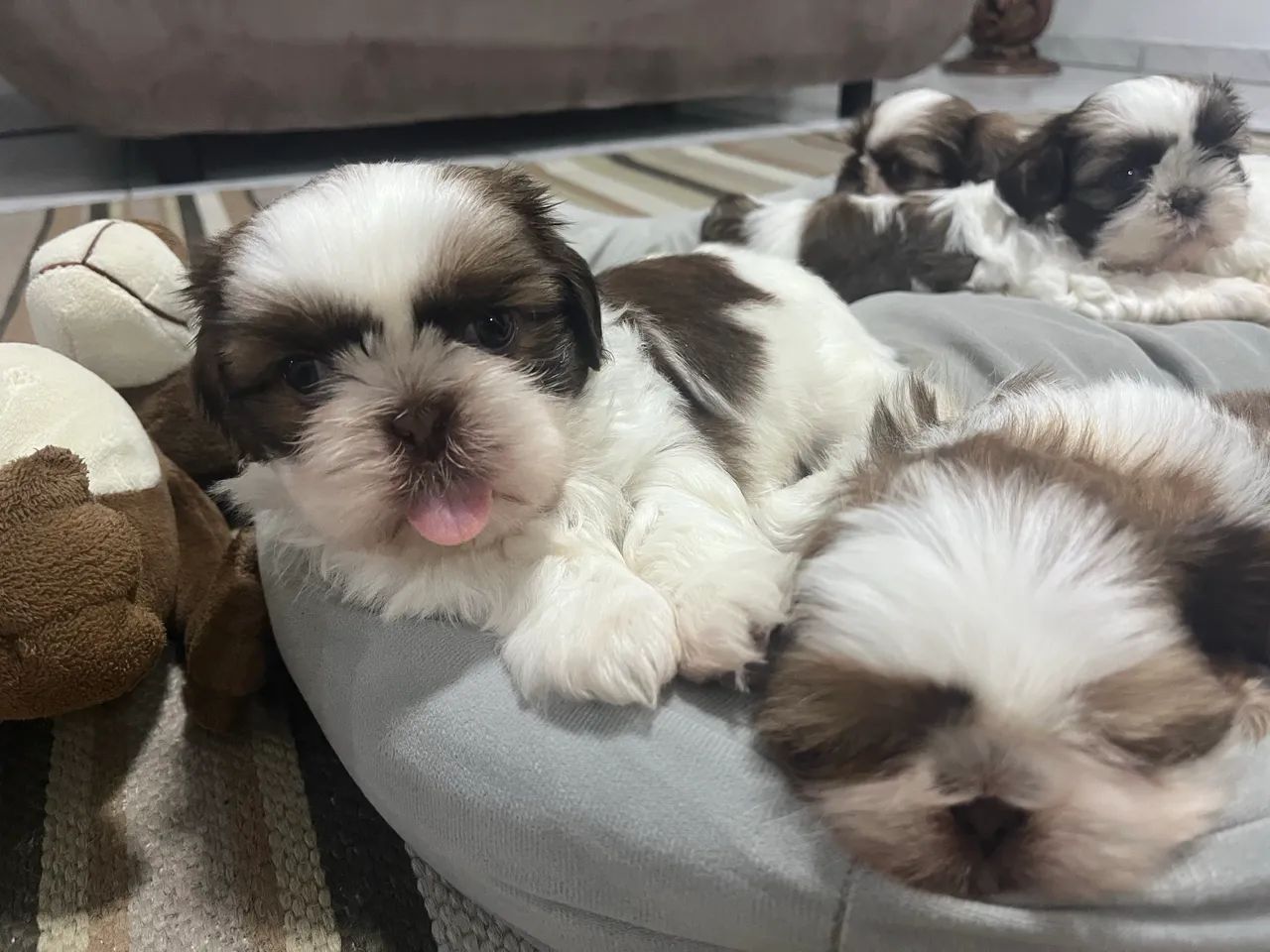 Shitzu (lindo presente dia das crianças )  - Foto 4