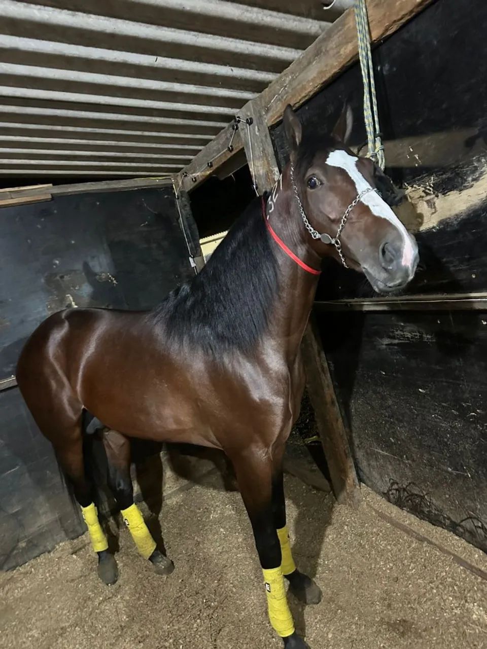 CAVALO SPY MANFUZINHO 5 ANOS LIGEIRO NA SAIA E SEM SAIA  - Foto 5