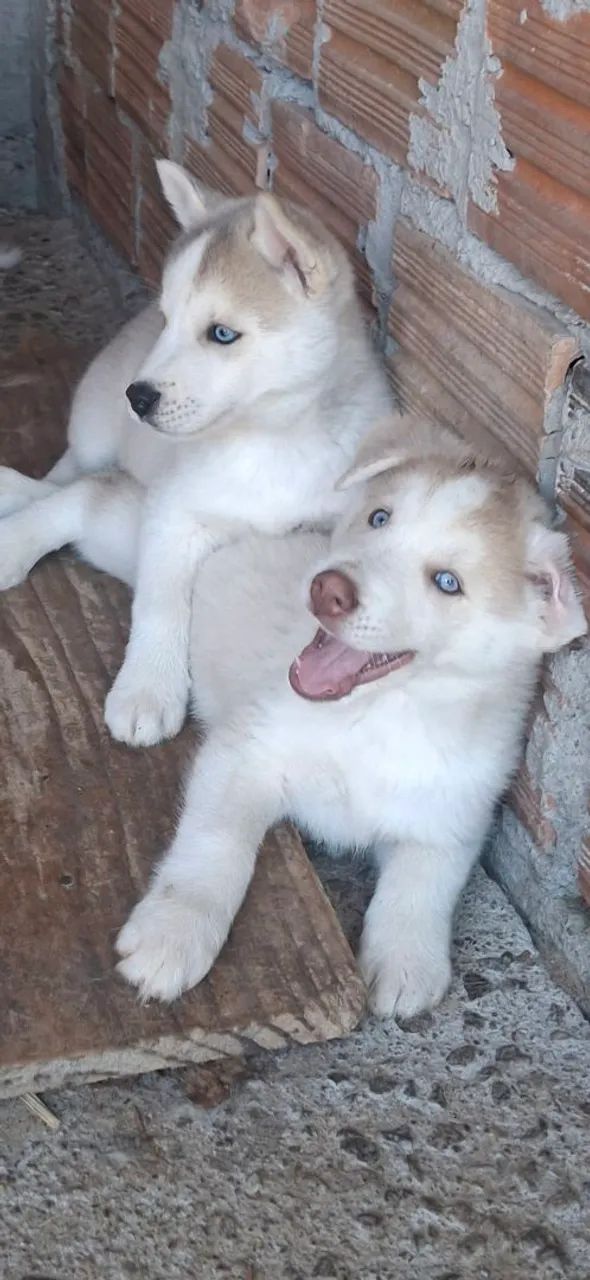 filhotes  de husky siberiano  - Foto 3