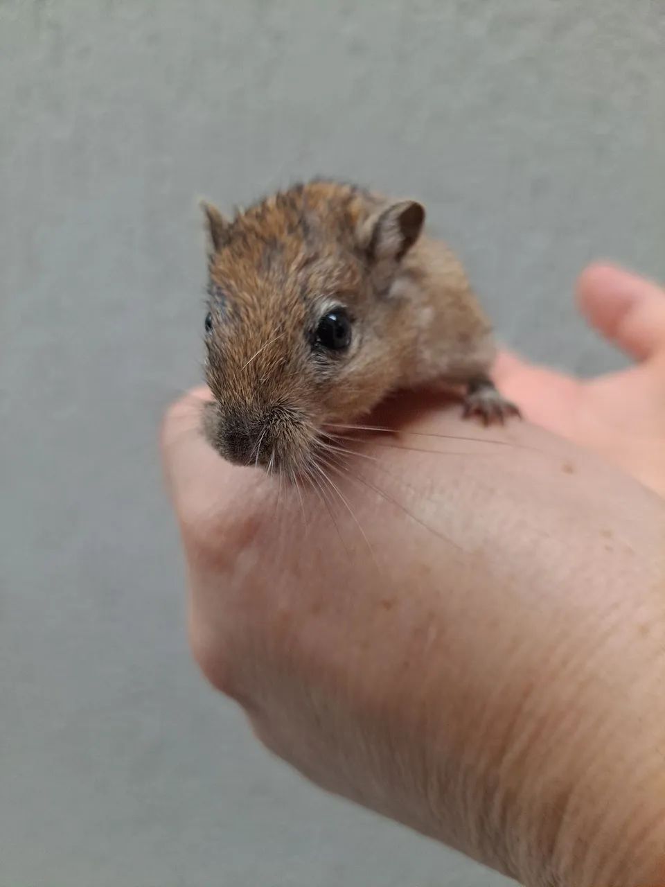 Esquilo da Mongolia Gerbil Nutmeg (Wild) - Foto 5
