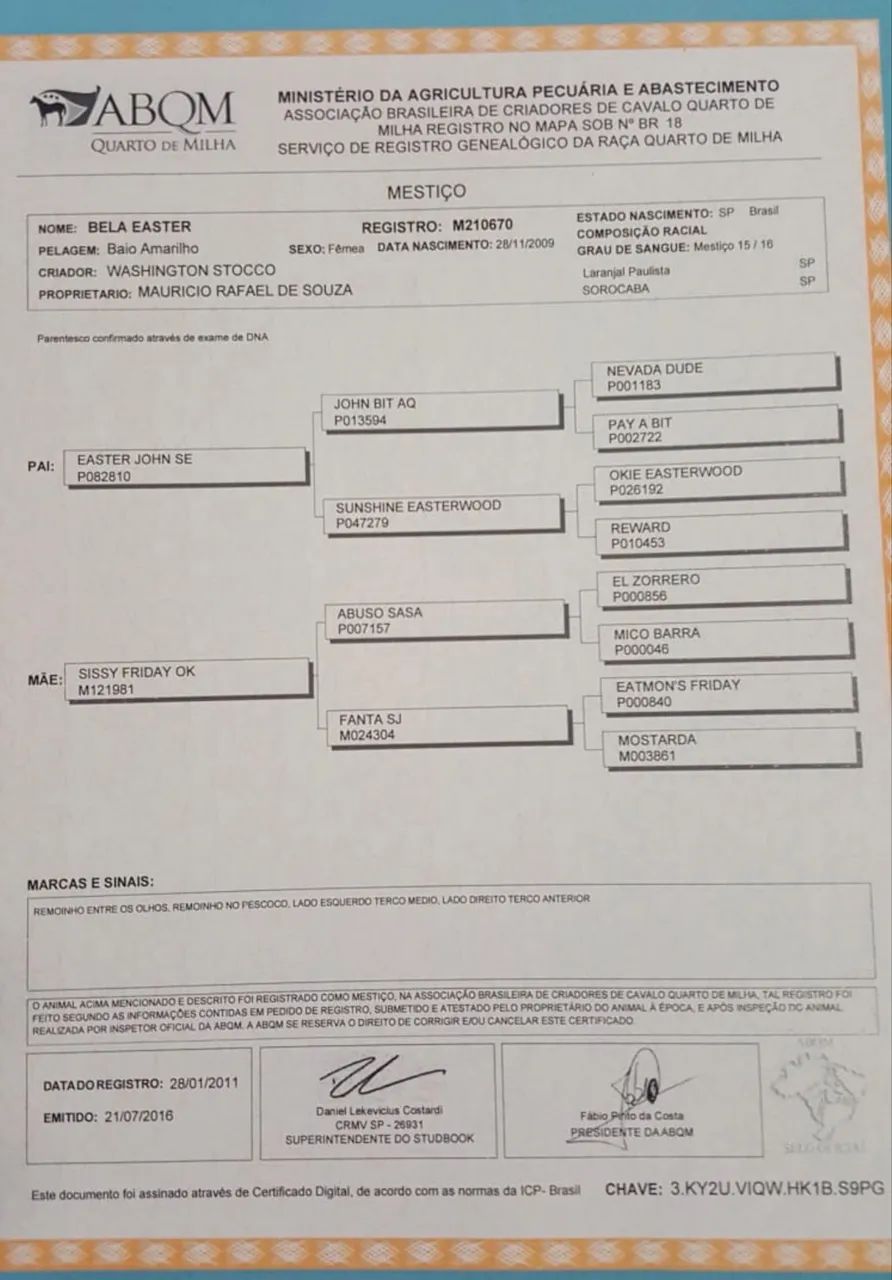 Égua de Team Roping à venda! - Foto 5