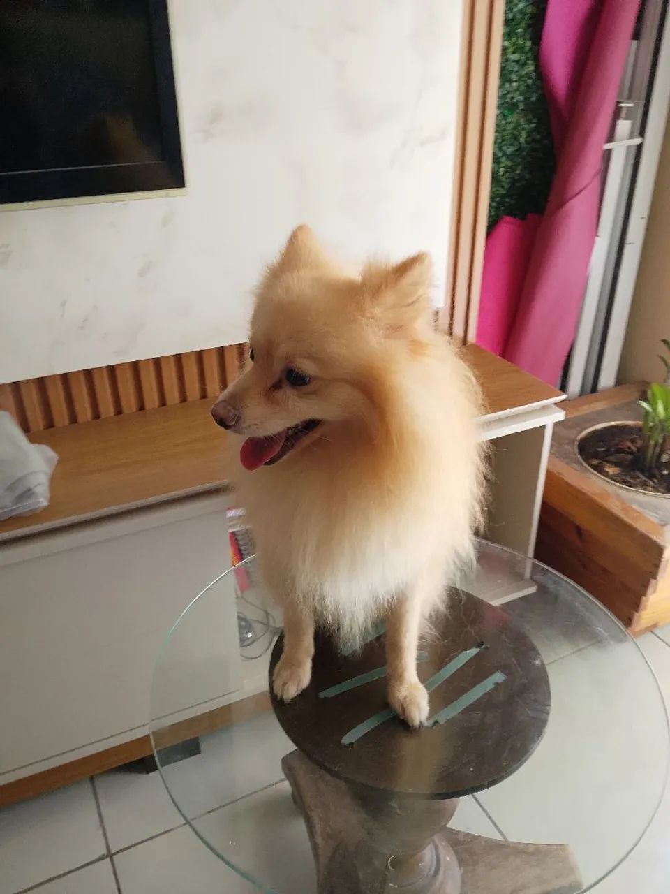 Spitz macho - Foto 5