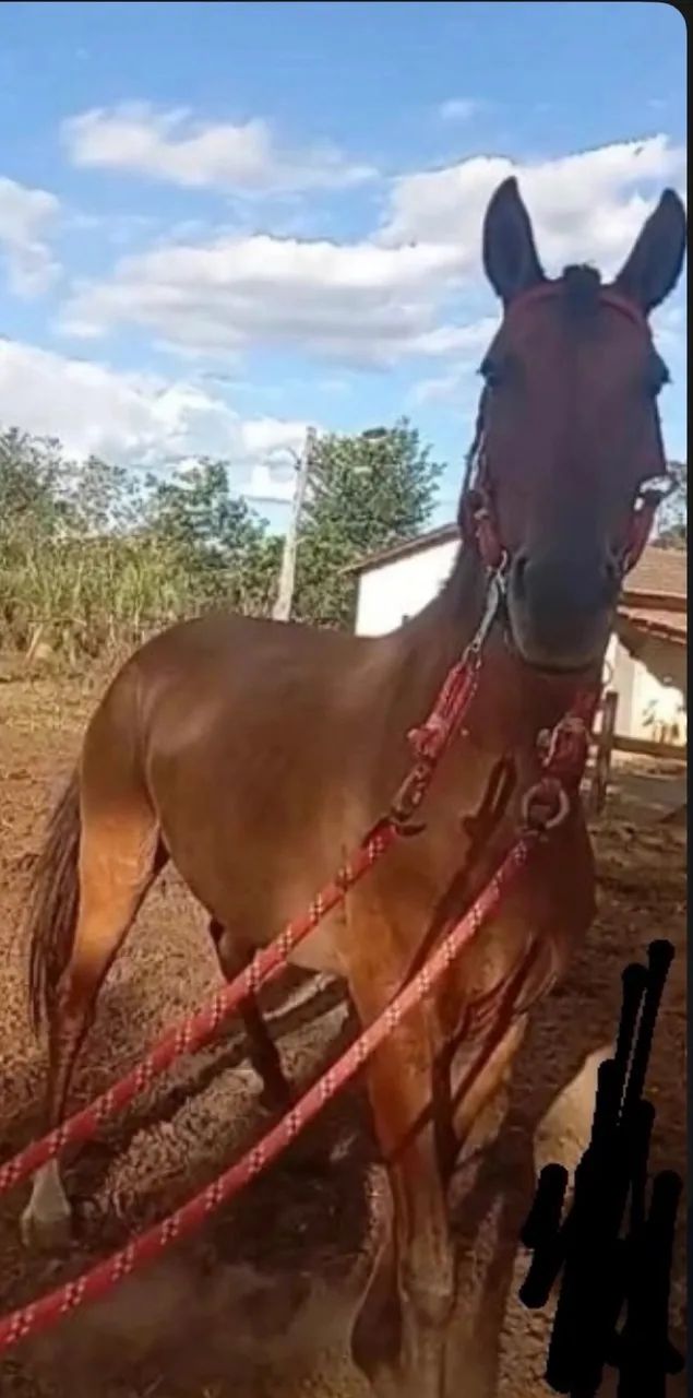 Égua - Foto 4