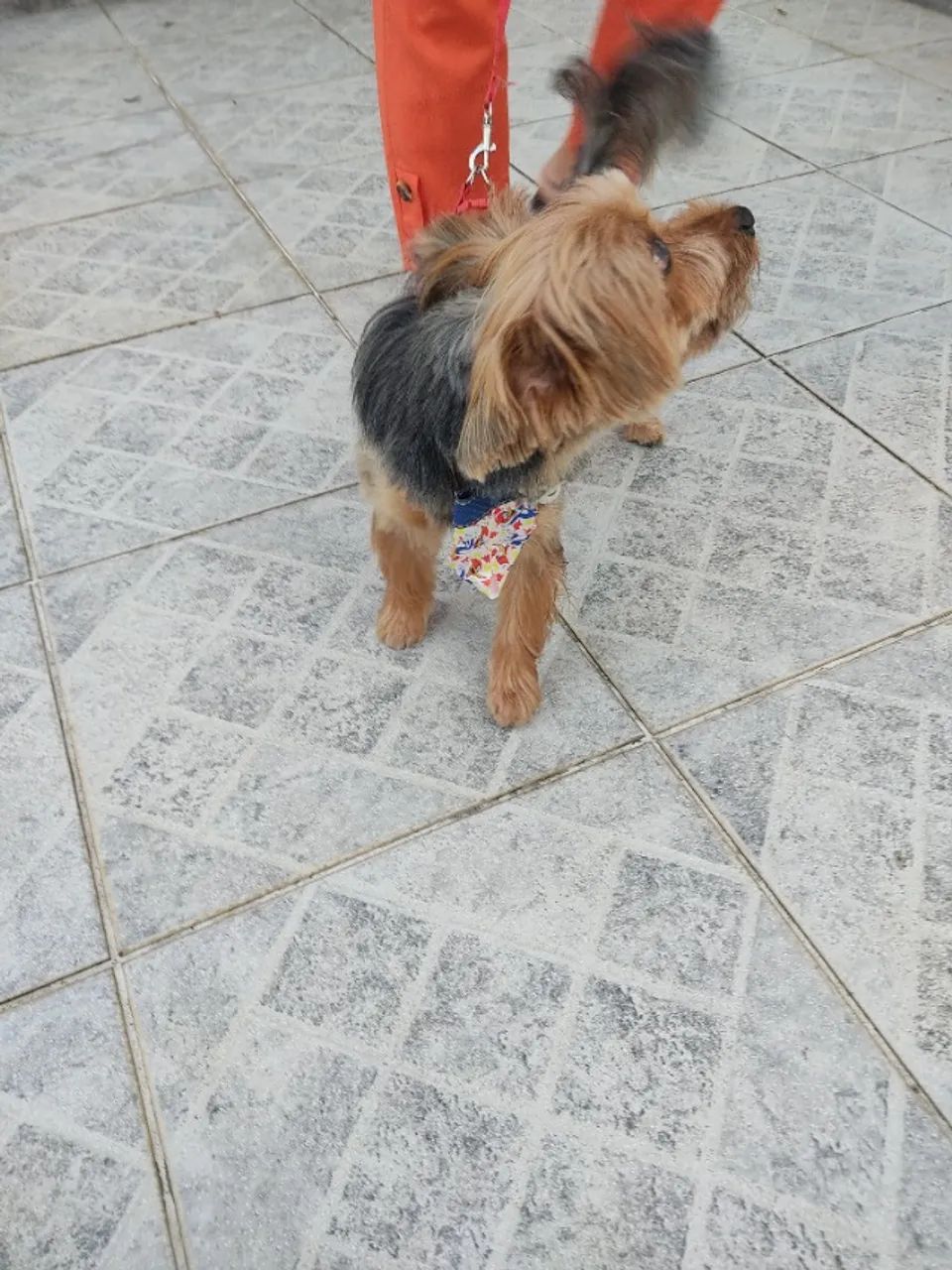 PROCURO NAMORADA  - Foto 2