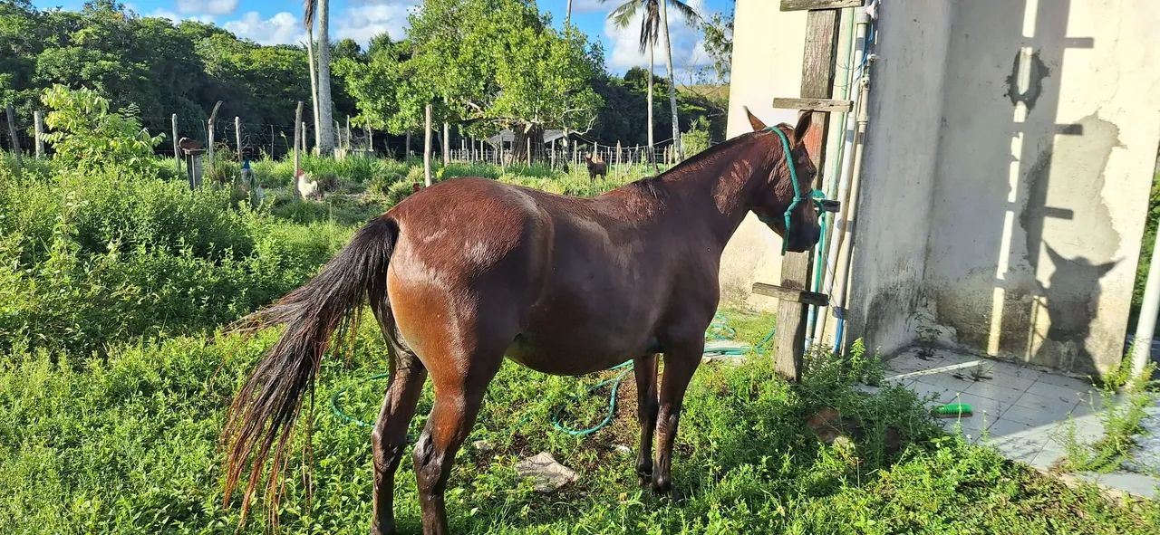 Vendo pônei  - Foto 4
