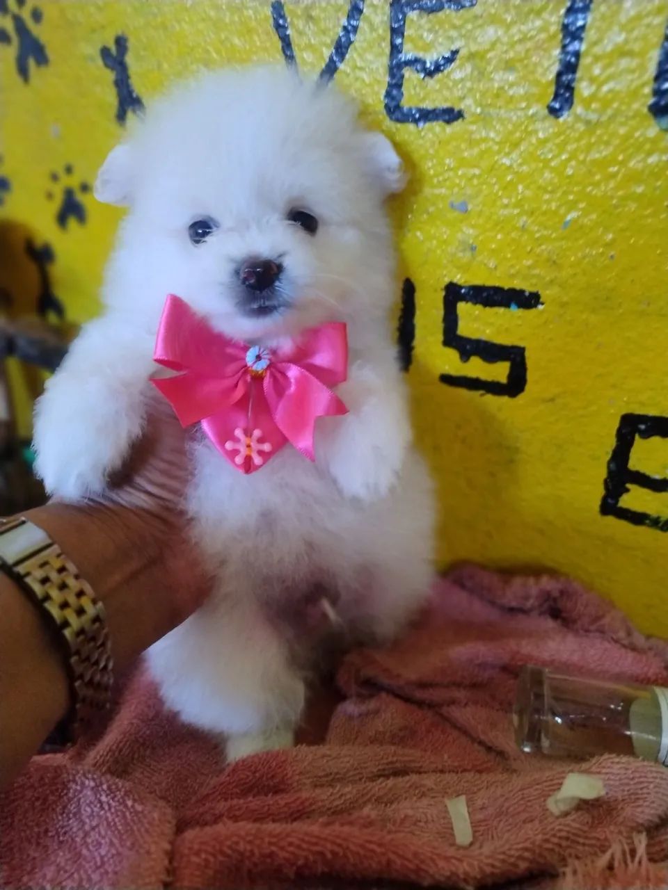  spitz alemão - Foto 2