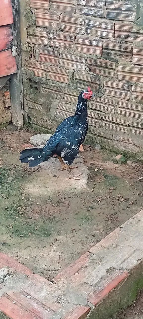 Galinha bode
