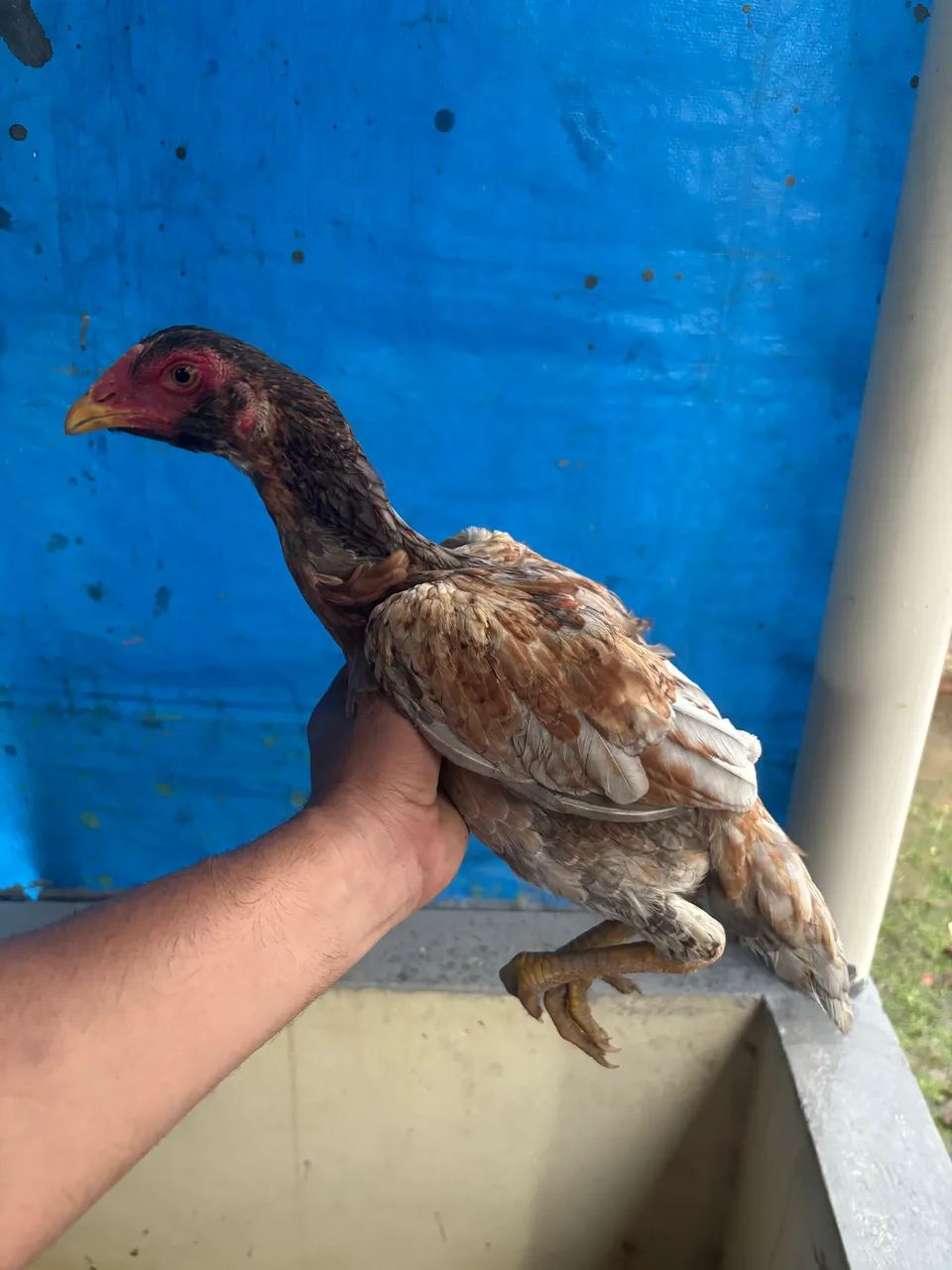 Frangas indianas  - Foto 5