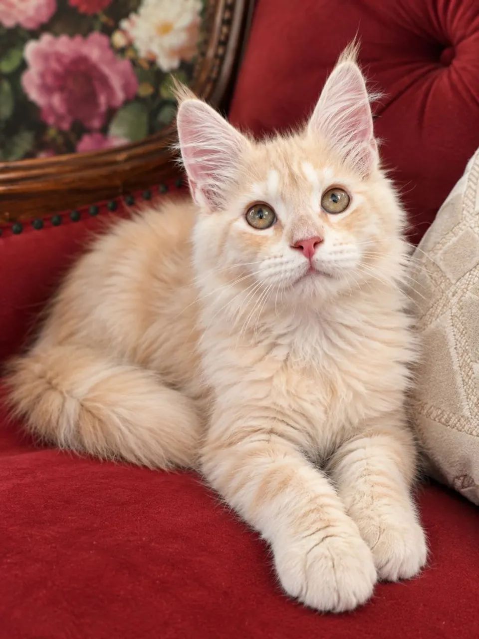 Bebe de Maine coon 