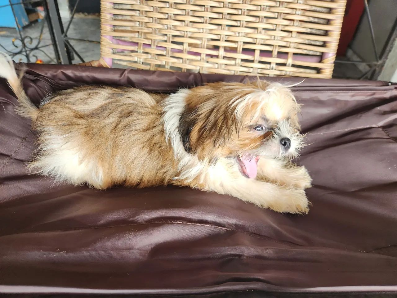Cachorro Shih-tzu Macho ?  - Foto 3