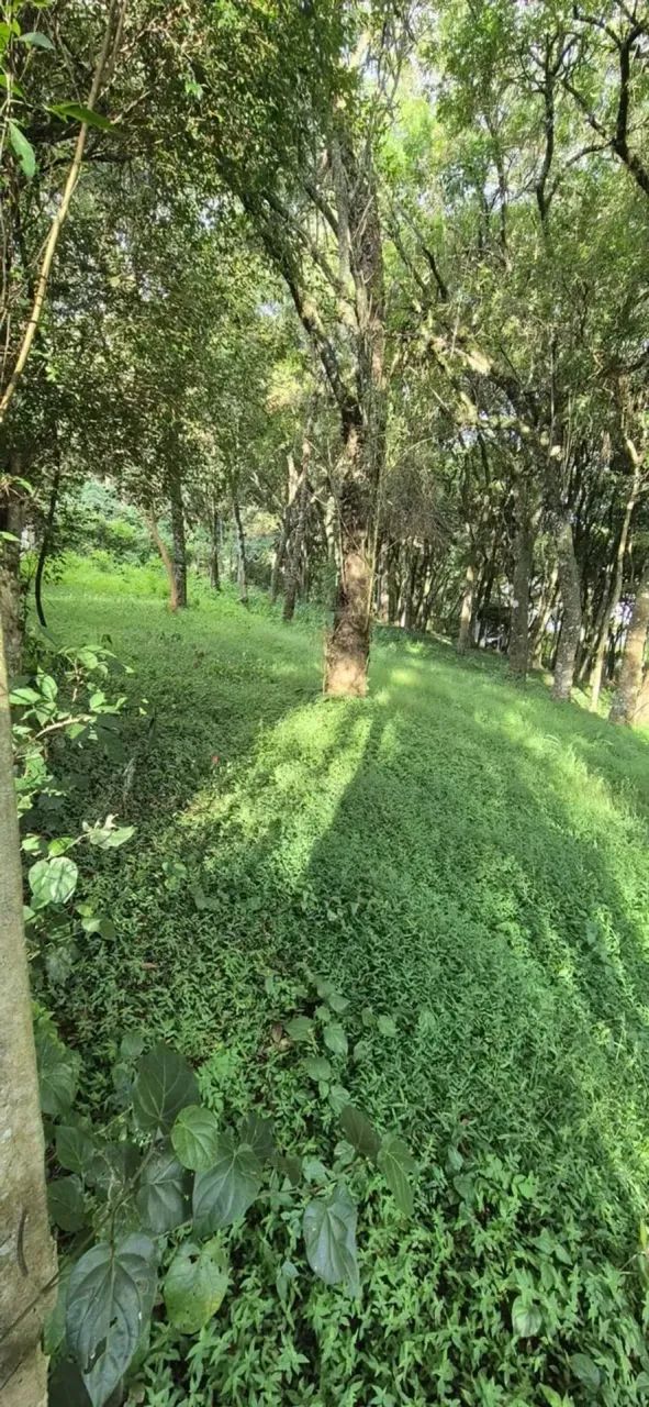 Excelente terreno no Abranches - Foto 5