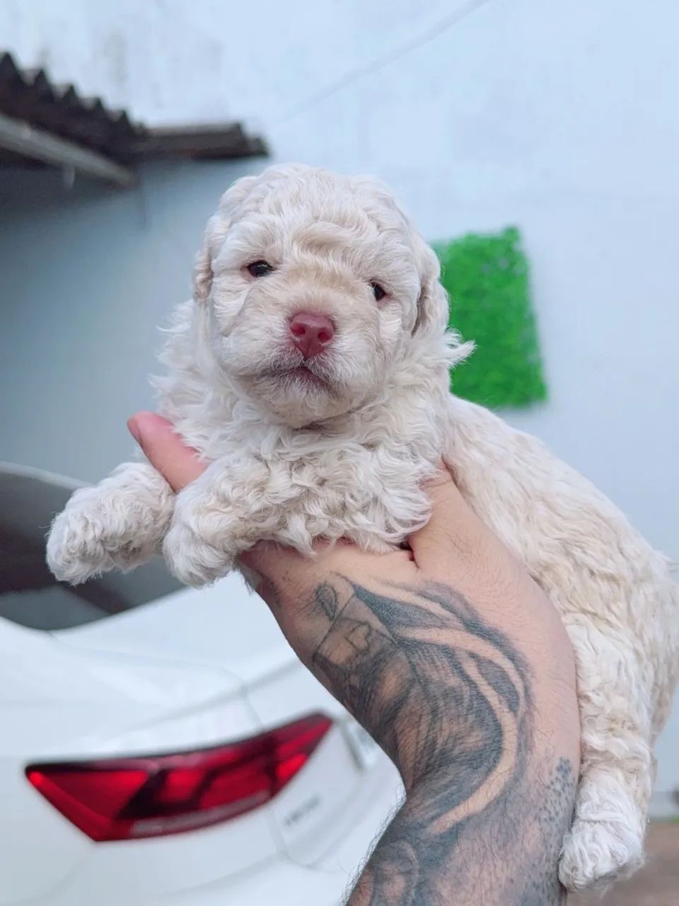 Poodles micro toy - Foto 2