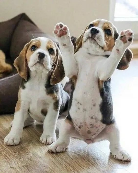 Beagle Machos e Femeas