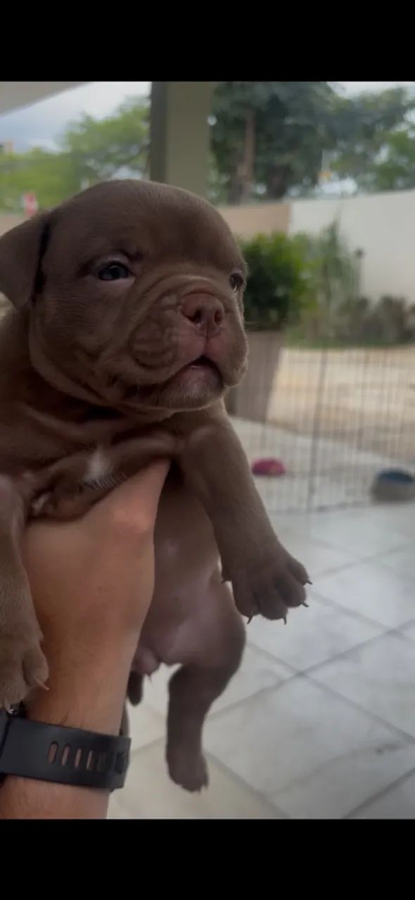 American bully com pedigree a venda - Foto 5