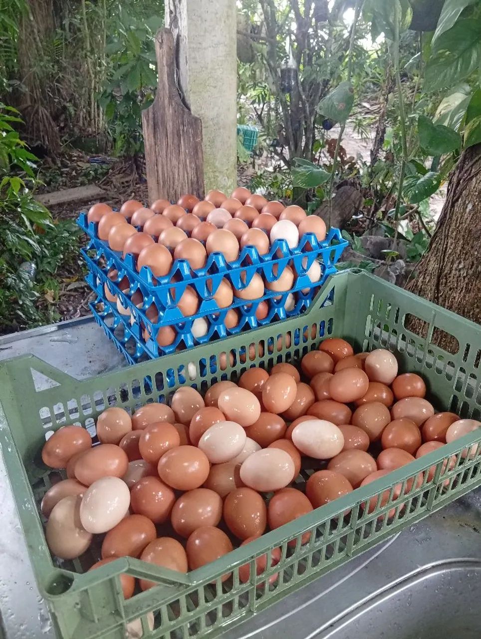 Mercantil Agro - Foto 5
