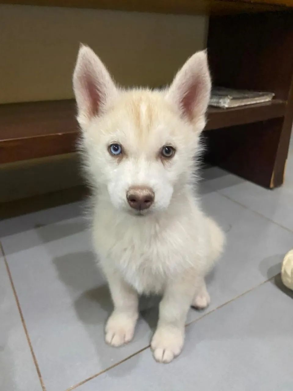  filhote de husky siberiano 600$ - Foto 2
