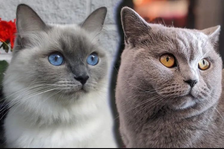 Filhotes de gato British  - Foto 2