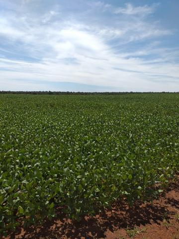 Fazenda para Soja com 6.200 hectares - Foto 7