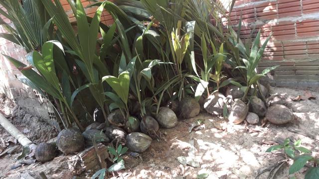 Mudas de coco